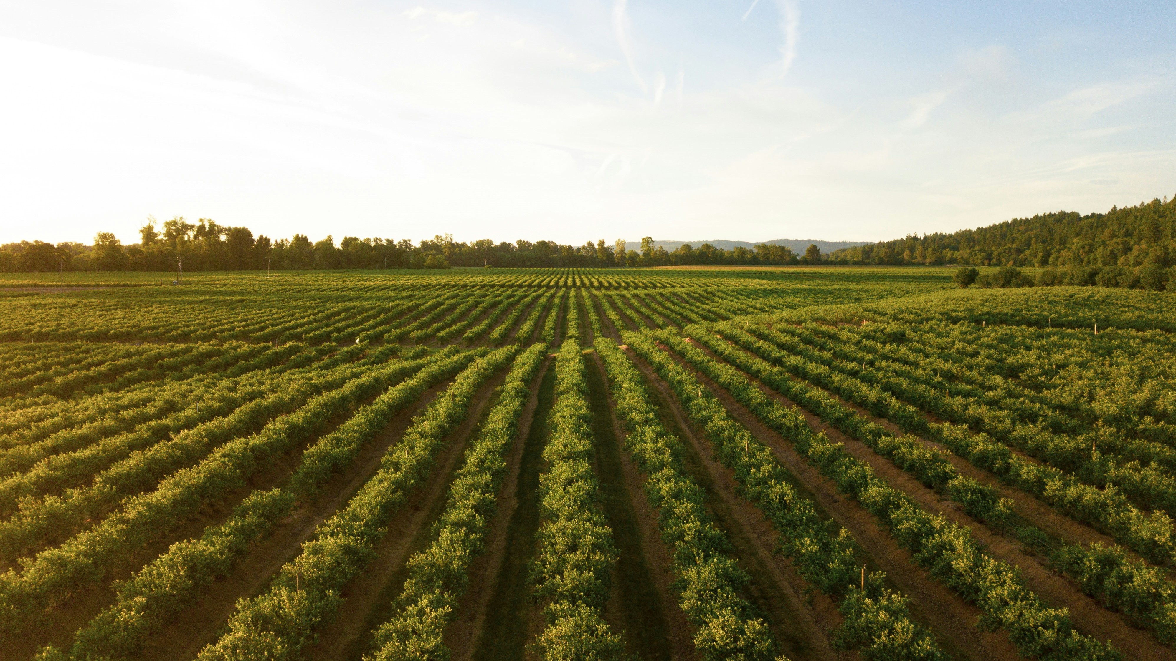 Fields