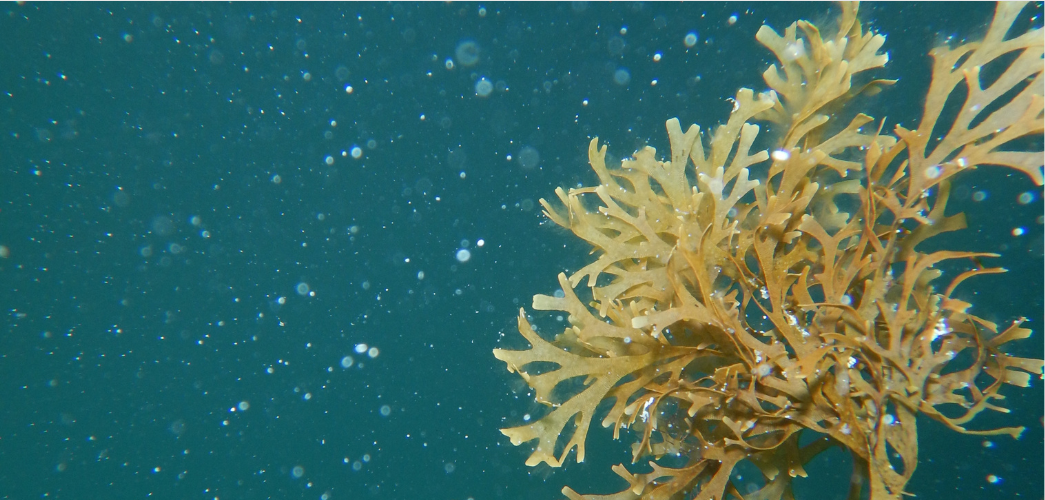 Seweed under water
