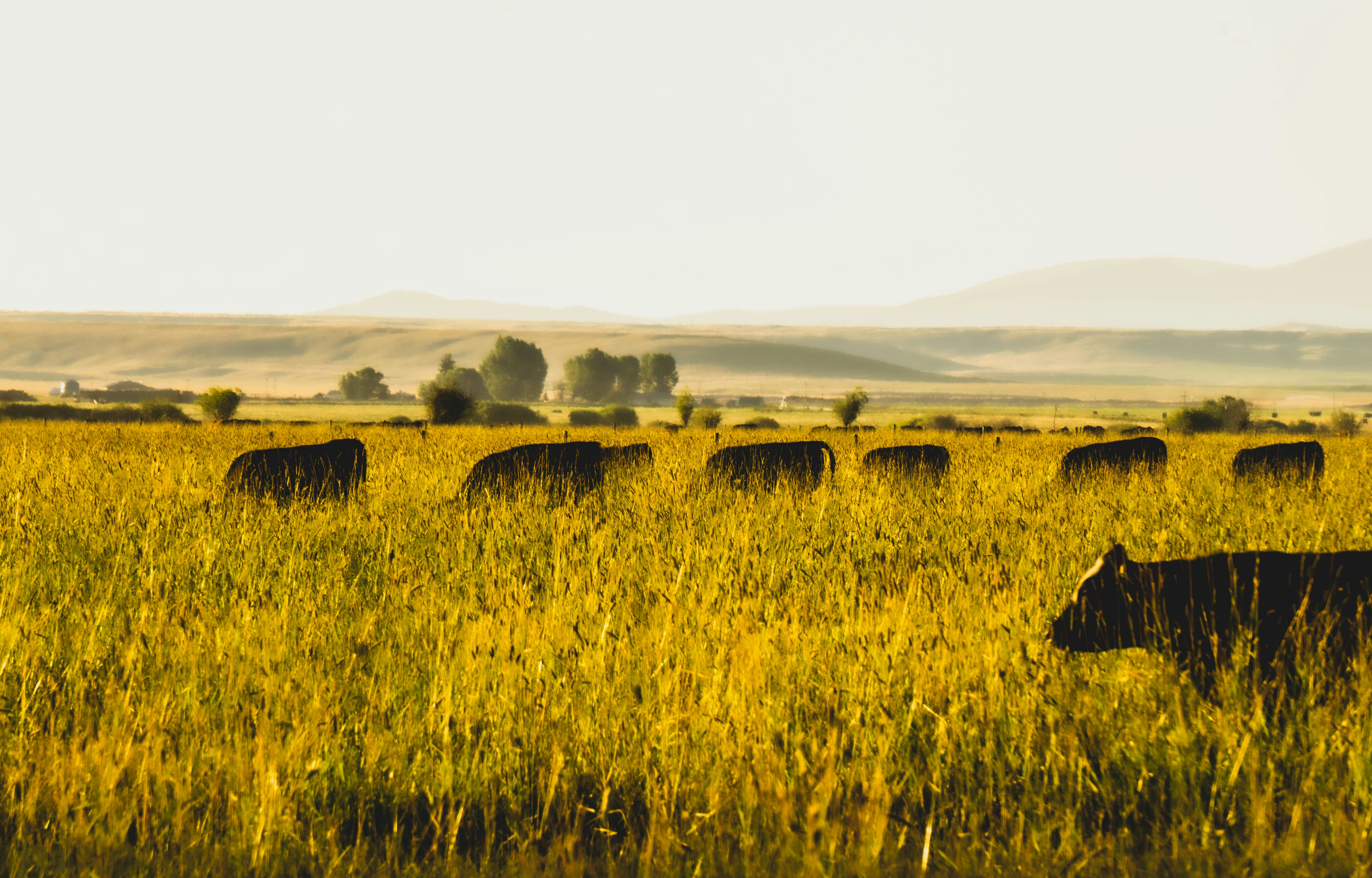 Cows in a field