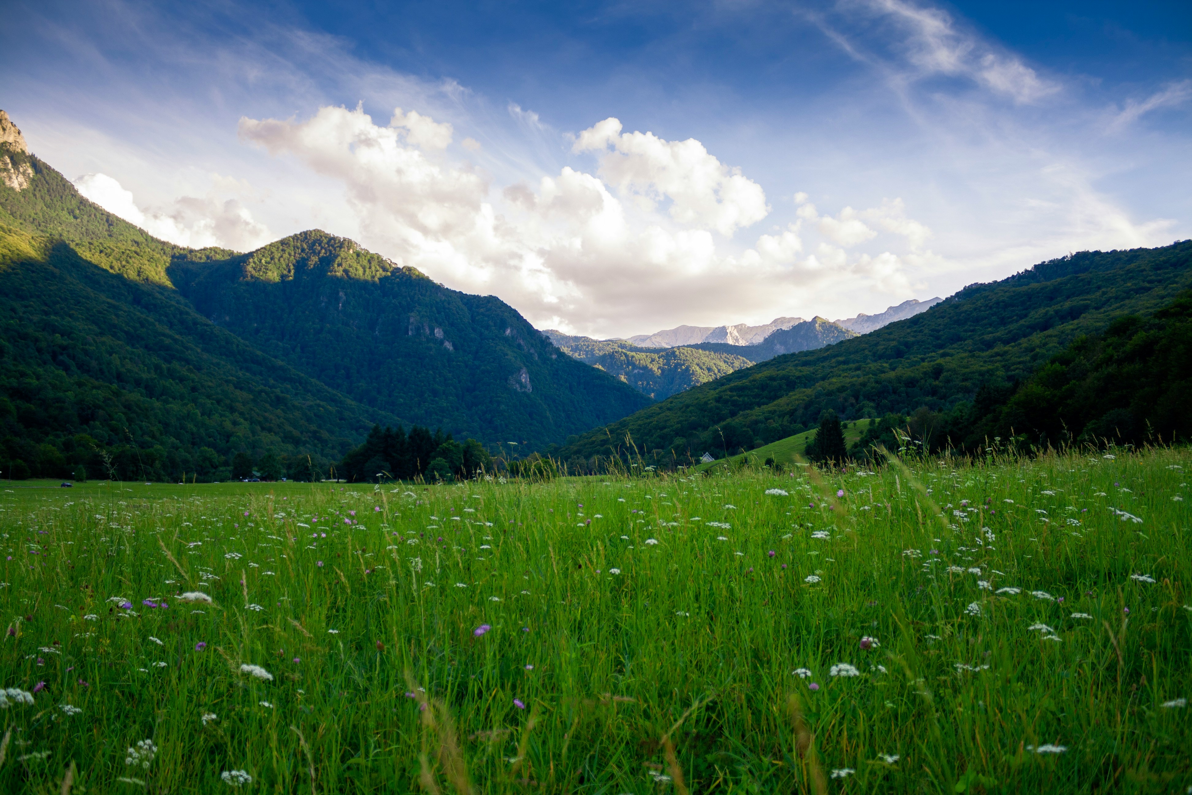 green fields photo